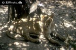 panthera leo persica asiatic lion panthera leo persica asiatic lion