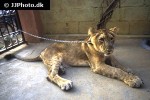panthera leo persica asiatic lion panthera leo persica asiatic lion