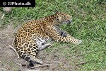 panthera onca jaguar panthera onca jaguar