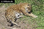 panthera onca jaguar panthera onca jaguar