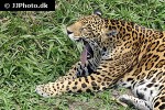 panthera onca jaguar panthera onca jaguar