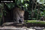 panthera pardus leopard panthera pardus leopard