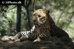 panthera pardus fusca indian leopard panthera pardus fusca indian leopard