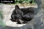 panthera pardus melas black javan leopard panthera pardus melas black javan leopard