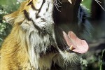 panthera tigris tiger panthera tigris tiger