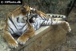 panthera tigris tiger panthera tigris tiger