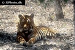 panthera tigris tiger panthera tigris tiger