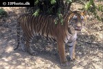 panthera tigris tiger panthera tigris tiger