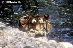 panthera tigris tiger panthera tigris tiger