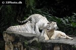 panthera tigris alba white tiger panthera tigris alba white tiger
