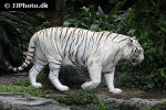 panthera tigris alba white tiger panthera tigris alba white tiger