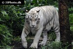 panthera tigris alba white tiger panthera tigris alba white tiger