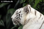 panthera tigris alba white tiger panthera tigris alba white tiger