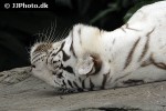panthera tigris alba white tiger panthera tigris alba white tiger