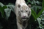 panthera tigris alba white tiger panthera tigris alba white tiger