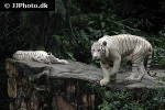 panthera tigris alba white tiger panthera tigris alba white tiger
