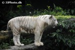 panthera tigris alba white tiger panthera tigris alba white tiger