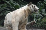panthera tigris alba white tiger panthera tigris alba white tiger