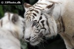 panthera tigris alba white tiger panthera tigris alba white tiger