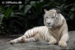 panthera tigris alba white tiger panthera tigris alba white tiger