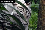 panthera tigris alba white tiger panthera tigris alba white tiger
