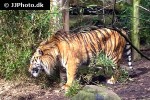 panthera tigris sumatrae sumatran tiger panthera tigris sumatrae sumatran tiger