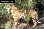 panthera tigris sumatrae sumatran tiger panthera tigris sumatrae sumatran tiger