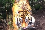 panthera tigris sumatrae sumatran tiger panthera tigris sumatrae sumatran tiger