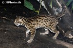 prionailurus bengalensis leopard cat prionailurus bengalensis leopard cat