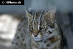 prionailurus bengalensis leopard cat prionailurus bengalensis leopard cat