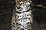 prionailurus bengalensis leopard cat prionailurus bengalensis leopard cat