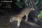prionailurus bengalensis leopard cat prionailurus bengalensis leopard cat