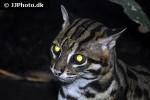 prionailurus bengalensis leopard cat prionailurus bengalensis leopard cat