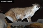 puma concolor puma cougar mountain lion puma concolor puma cougar mountain lion