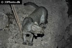 puma yagouaroundi jaguarundi puma yagouaroundi jaguarundi