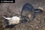 puma yagouaroundi jaguarundi puma yagouaroundi jaguarundi