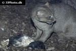 puma yagouaroundi jaguarundi puma yagouaroundi jaguarundi