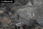puma yagouaroundi jaguarundi puma yagouaroundi jaguarundi