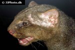 puma yagouaroundi jaguarundi puma yagouaroundi jaguarundi
