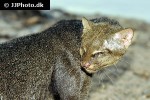 puma yagouaroundi jaguarundi puma yagouaroundi jaguarundi