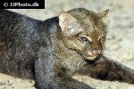 puma yagouaroundi jaguarundi puma yagouaroundi jaguarundi
