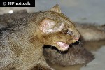 puma yagouaroundi jaguarundi puma yagouaroundi jaguarundi
