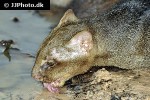 puma yagouaroundi jaguarundi puma yagouaroundi jaguarundi