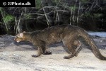 puma yagouaroundi jaguarundi puma yagouaroundi jaguarundi