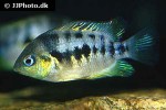 amatitlania nanolutea amatitlania nanolutea