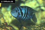 amatitlania nigrofasciata amatitlania nigrofasciata