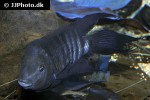 amatitlania nigrofasciata amatitlania nigrofasciata