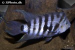 amatitlania nigrofasciata amatitlania nigrofasciata