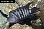 amatitlania nigrofasciata amatitlania nigrofasciata