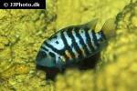amatitlania nigrofasciata amatitlania nigrofasciata